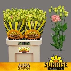Eustoma Double Alissa Champagne 70cm