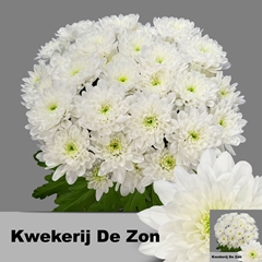 Chrysanth Spray Altaj 70cm 70gr.