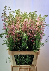 Consolida Regalis Qis Light Pink 90cm