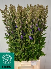 Aconitum Carmichaelii Arendsii 100cm