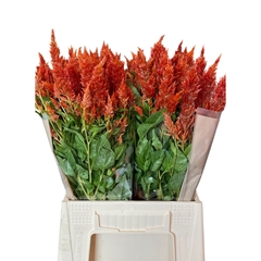 Celosia Sunday Orange 50cm