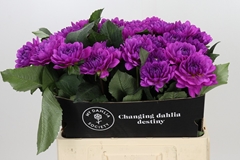 Dahlia Karma Lagoon 60cm