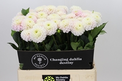 Dahlia Light Wizard 60cm