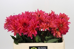 Dahlia Pink Punk 50cm