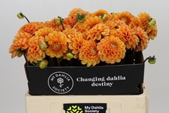 Dahlia Sylvia 55cm