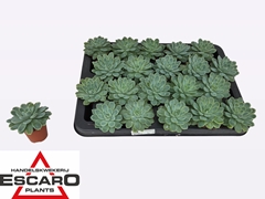 Echeveria Elegans 5Ø 7cm