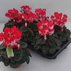 Cyclamen Midi Indiaka 13Ø 30cm