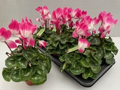Cyclamen Midi Indiaka 13Ø 30cm