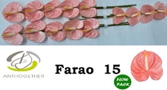 Anthurium Farao 7cm Hd