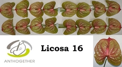Anthurium Licosa 11cm Hd