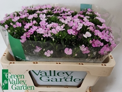 Dianthus Barb Rose Magic 50cm
