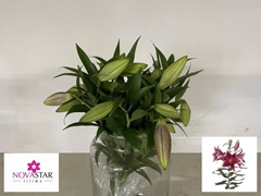 Lily Oriental King Solomon 45cm 1+