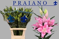 Lily Oriental Praiano 100cm 5+