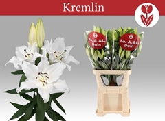 Lily Oriental Kremlin 100cm 6+