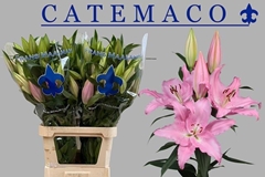 Lily Oriental Catemaco 100cm 5+