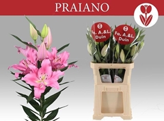 Lily Oriental Praiano 90cm 5+