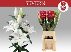 Lily Oriental Severn 90cm 5+