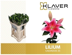 Lily Oriental Calvados 85cm 5+