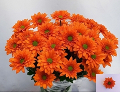 Chrysanth Spray Marcato 72cm 70gr.