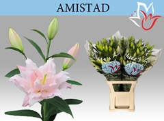 Lily Oriental Double Amistad 110cm 6+