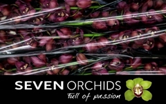 Cymbidium Red Dream 80cm