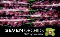 Cymbidium Gerry 80cm