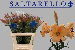 Lily Oriental Saltarello 95cm 3+