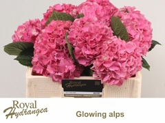 Hydrangea Glowing Alps 50cm 14-16cm Hd