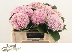 Hydrangea Revolution Pink 50cm 13-15cm Hd