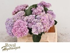 Hydrangea Revolution Pink 40cm 14-16cm Hd