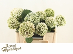 Hydrangea Lolly Pop Classic 50cm 12-14cm Hd