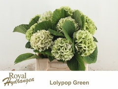 Hydrangea Lolly Pop Classic 40cm 11-13cm Hd