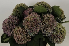 Hydrangea Hilde Moorhof Classic 80cm 21-23cm Hd