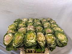 Brassica White Crane 70cm