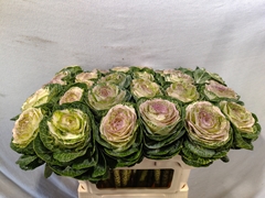 Brassica Crane Bicolour 70cm
