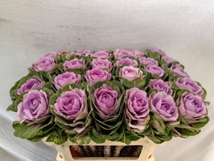 Brassica Crane Pink 70cm