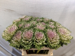 Brassica Crane King 70cm