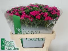 Dianthus Barb Neon Cher 56cm