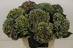 Hydrangea Hilde Moorhof Classic 60cm 18-20cm Hd