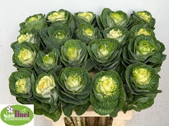 Brassica White Crane 65cm