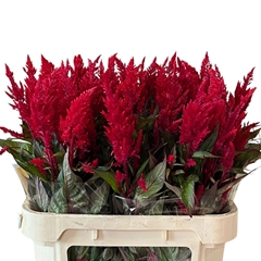 Celosia Sunday Red 80cm