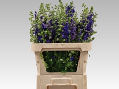 Consolida Regalis Qis Dark Blue 80cm