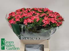 Dianthus Barb Sweet Will Coral 60cm