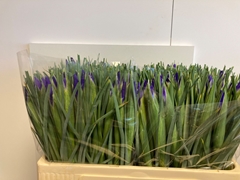 Iris Blue Magic 54cm 26gr.