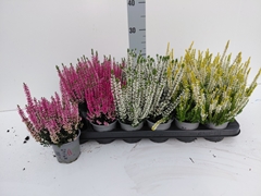 Calluna Beauty Ladies Mix 9Ø 20cm