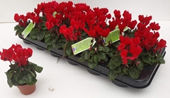 Cyclamen Super Serie Verano 6Ø 13cm