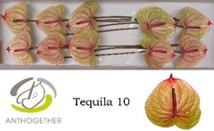 Anthurium Tequila 15cm Hd