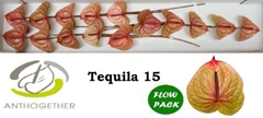 Anthurium Tequila 7cm Hd