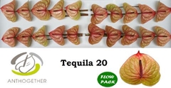 Anthurium Tequila 9cm Hd