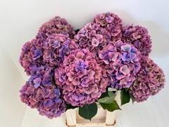 Hydrangea Dazzling Dazzle Classic 80cm 21-23cm Hd